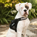 Personalized No-Pull Dog Harness