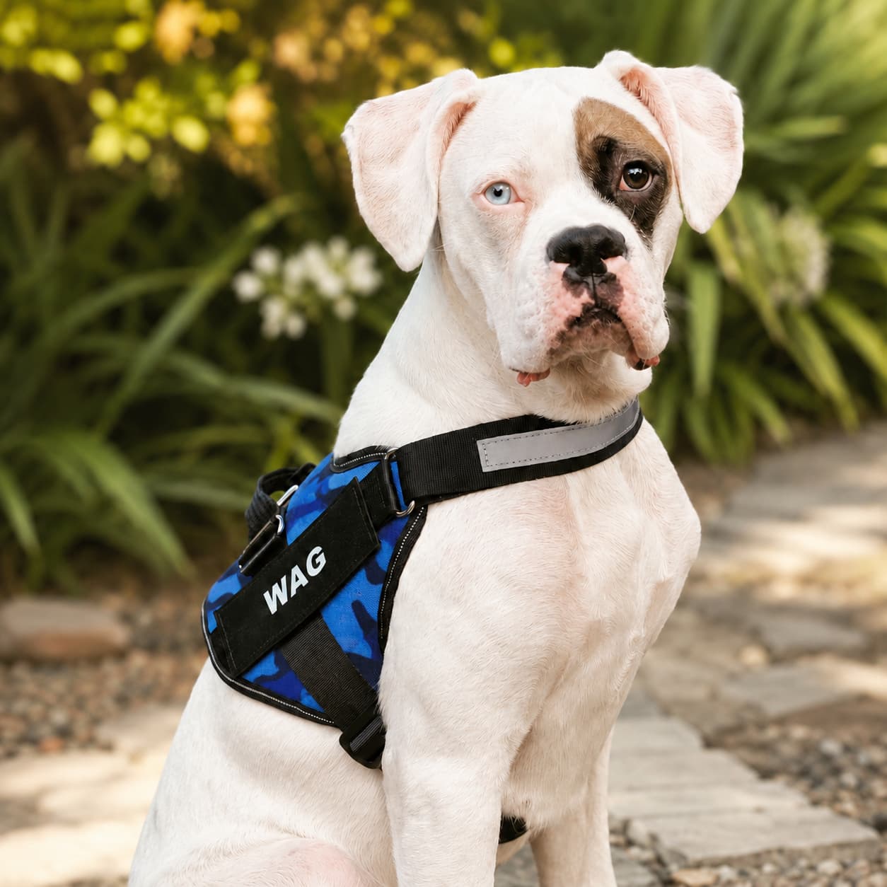 Personalized No-Pull Dog Harness